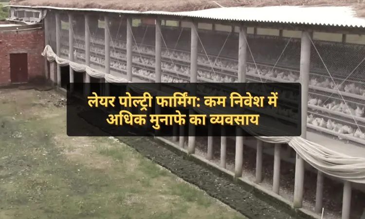 लेयर पोल्ट्री फार्मिंग: कम निवेश में अधिक मुनाफे का व्यवसाय
