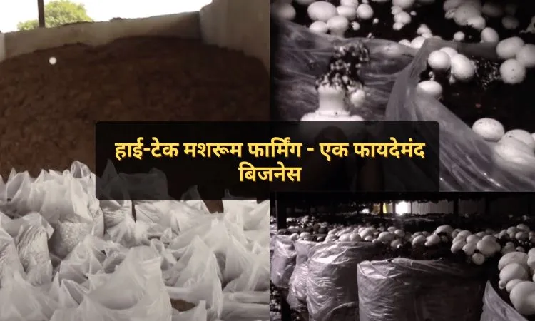 हाई-टेक मशरूम फार्मिंग - एक फायदेमंद बिजनेस
