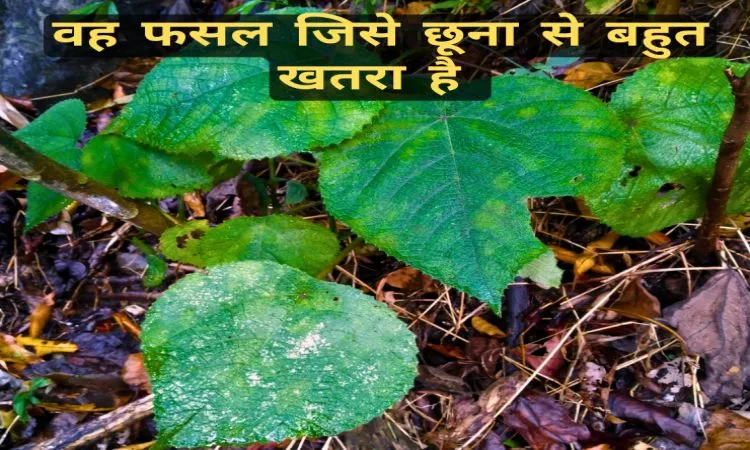 वह फसल जिसे छूना से बहुत खतरा है