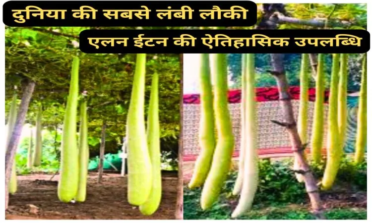 दुनिया की सबसे लंबी लौकी: एलन ईटन की ऐतिहासिक उपलब्धि