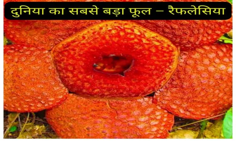 दुनिया का सबसे बड़ा फूल – रैफलेसिया