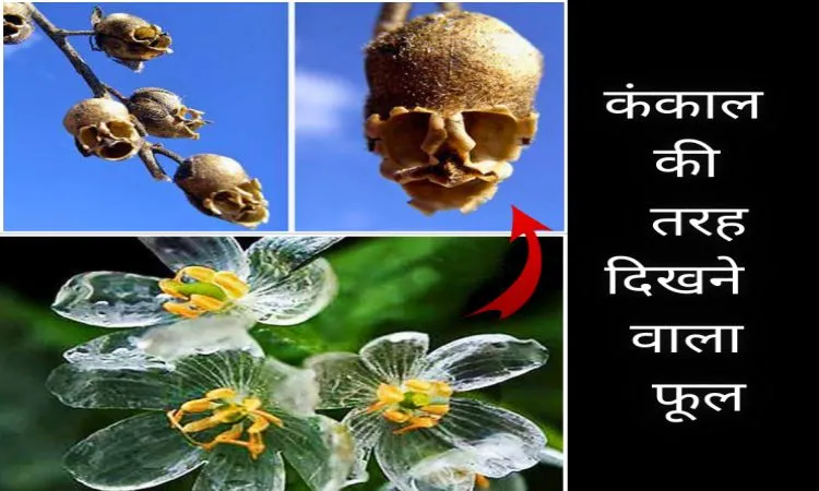 कंकाल की तरह दिखने वाला फूल