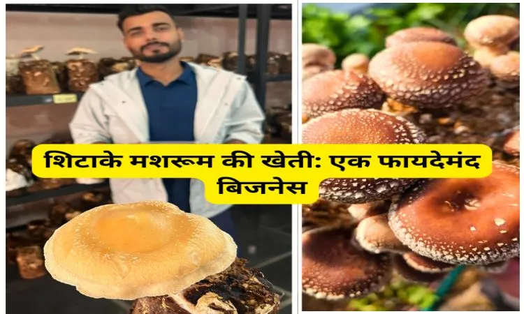 शिटाके मशरूम की खेती: एक फायदेमंद बिजनेस