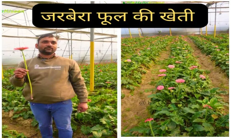 जरबेरा फूल की खेती