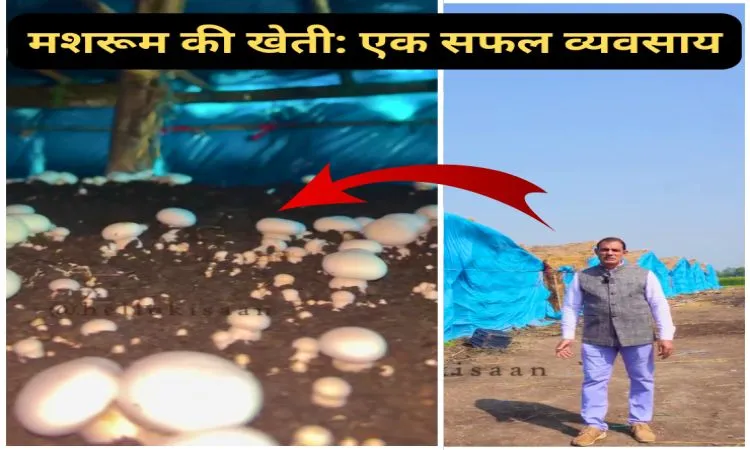 मशरूम की खेती: एक सफल व्यवसाय