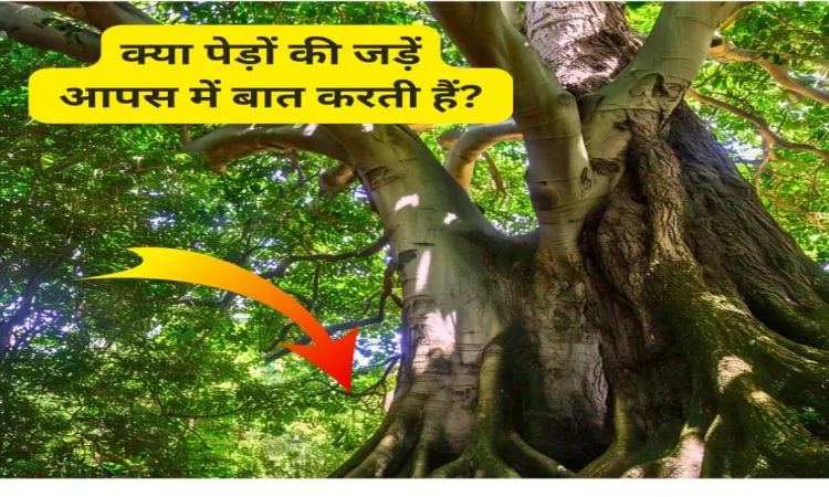क्या पेड़ों की जड़ें आपस में बात करती हैं?