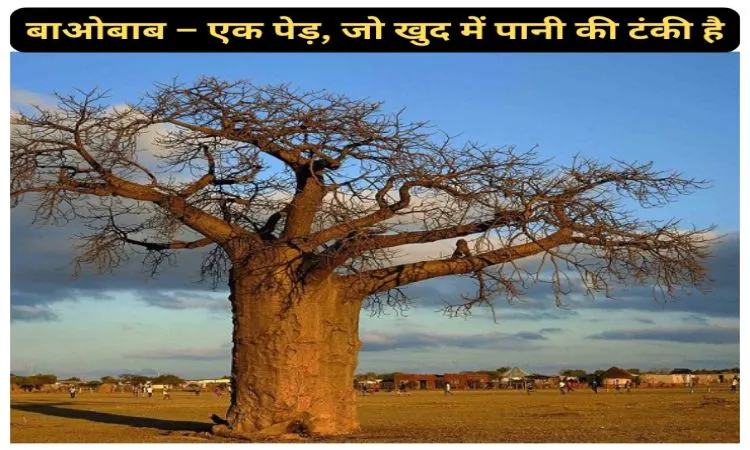 बाओबाब – एक पेड़, जो खुद में पानी की टंकी है