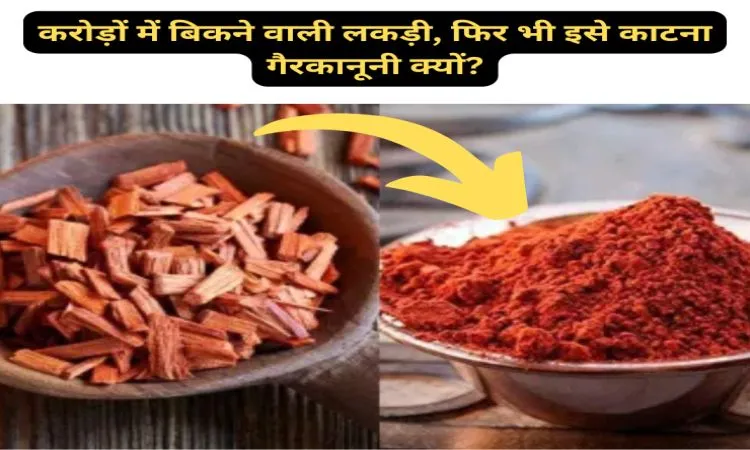 करोड़ों में बिकने वाली लकड़ी, फिर भी इसे काटना गैरकानूनी क्यों?