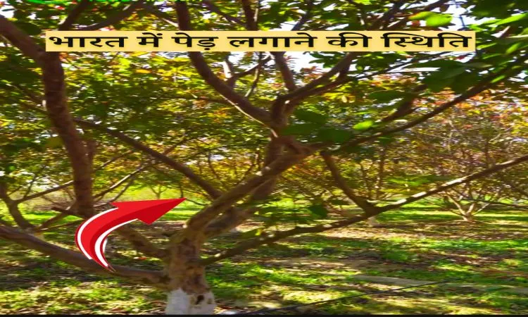 भारत में पेड़ लगाने की स्थिति