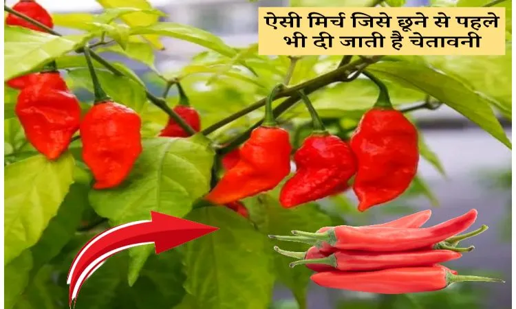 ऐसी मिर्च जिसे छूने से पहले भी दी जाती है चेतावनी