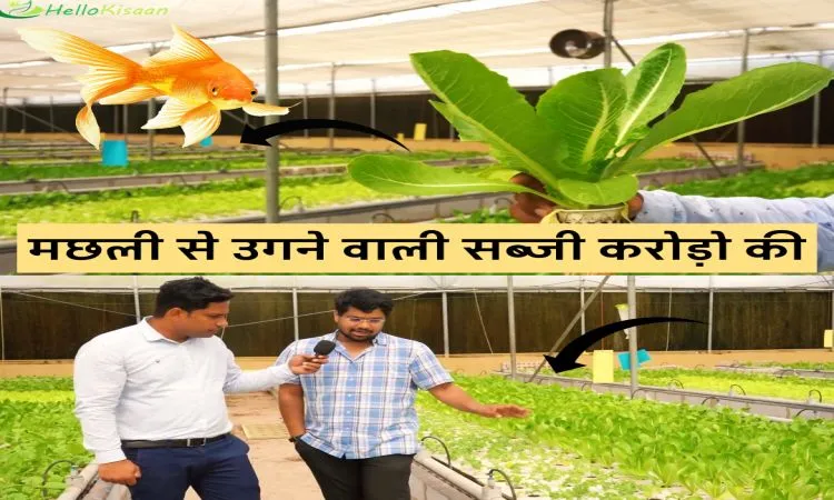 मछली से उगने वाली सब्जी करोड़ो की