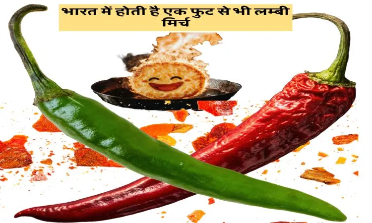 भारत में होती है एक फुट से भी लम्बी मिर्च