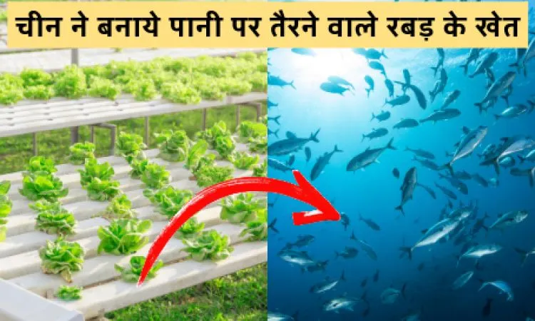 चीन ने बनाये पानी पर तैरने वाले रबड़ के खेत