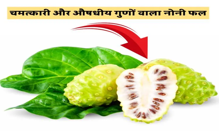 चमत्कारी और औषधीय गुणों वाला नोनी फल
