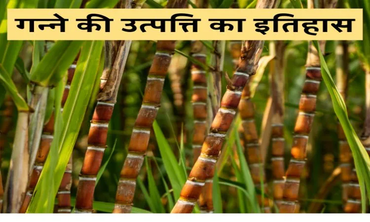 गन्ने की उत्पत्ति का इतिहास