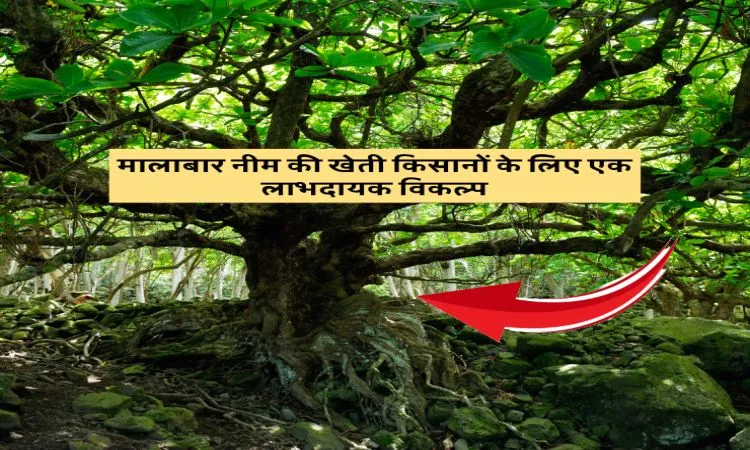 मालाबार नीम की खेती किसानों के लिए एक लाभदायक विकल्प