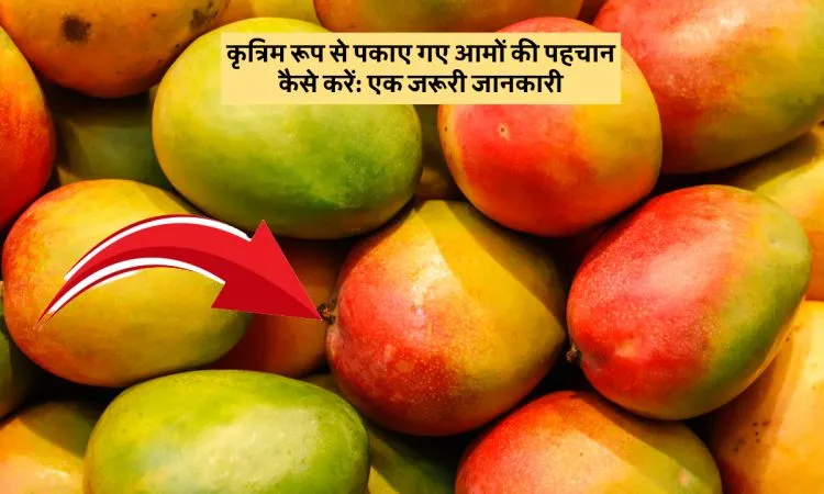 कृत्रिम रूप से पकाए गए आमों की पहचान कैसे करें: एक जरूरी जानकारी