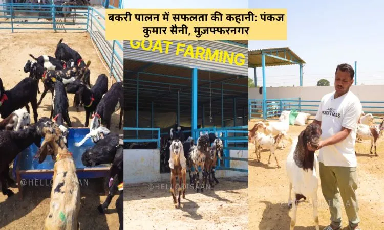 बकरी पालन में सफलता की कहानी: पंकज कुमार सैनी, मुज़फ्फरनगर
