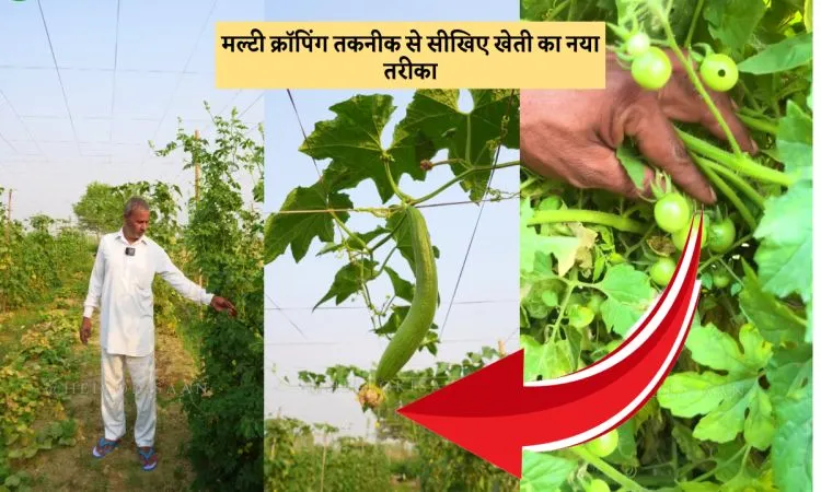 मल्टी क्रॉपिंग तकनीक से सीखिए खेती का नया तरीका