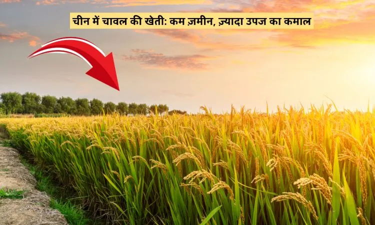 चीन में चावल की खेती: कम ज़मीन, ज़्यादा उपज का कमाल