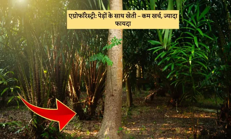 एग्रोफॉरेस्ट्री: पेड़ों के साथ खेती – कम खर्च, ज्यादा फायदा