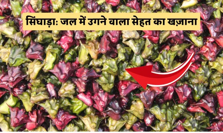 सिंघाड़ा: जल में उगने वाला सेहत का खज़ाना