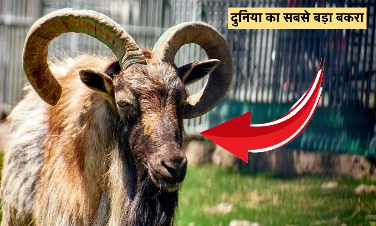 दुनिया का सबसे बड़ा बकरा