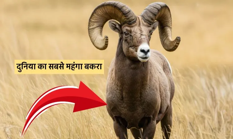 दुनिया का सबसे महंगा बकरा