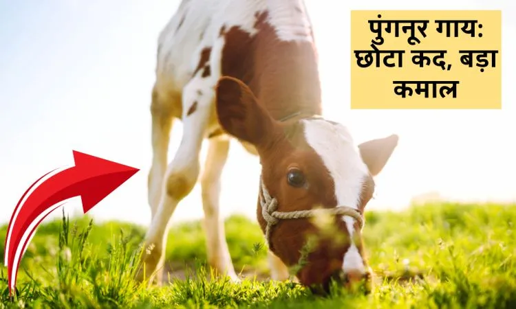 पुंगनूर गाय: छोटा कद, बड़ा कमाल