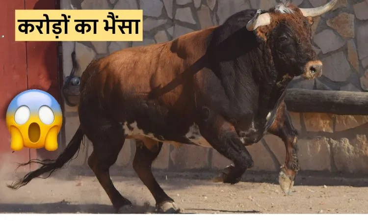 करोड़ों का भैंसा