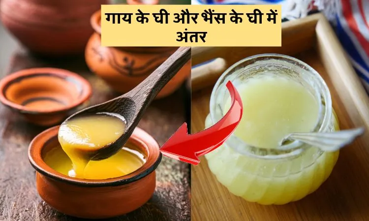 गाय और भैंस के घी में अंतर