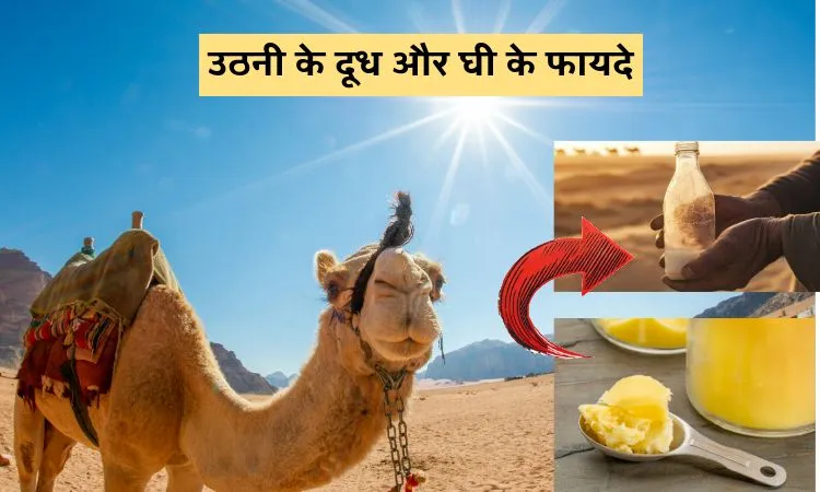 ऊँटनी के दूध और घी के फायदे