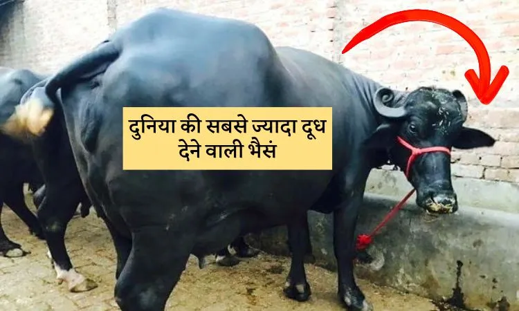 दुनिया की सबसे ज्यादा दूध देने वाली भैसं