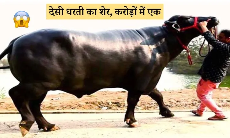 15 करोड़ का भैंसा - हरियाणा के एक फार्म में जन्मा