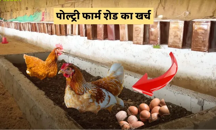 पोल्ट्री फार्म शेड का खर्च