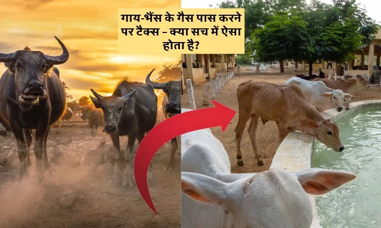 गाय-भैंस के गैस पास करने पर टैक्स – क्या सच में ऐसा होता है?