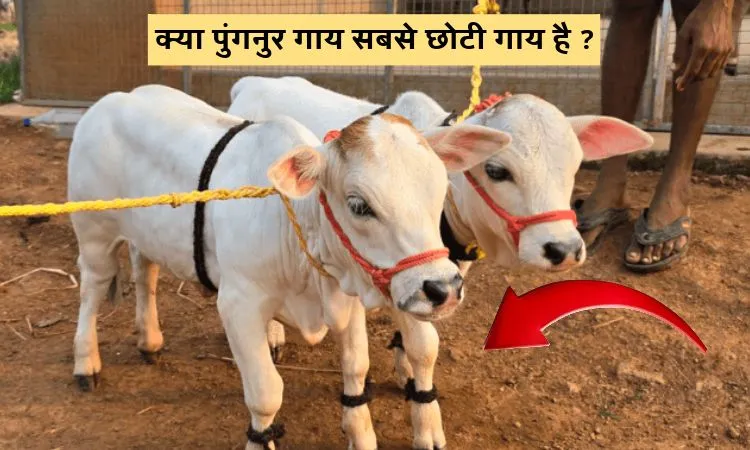 क्या पुंगनुर गाय सबसे छोटी गाय है ?