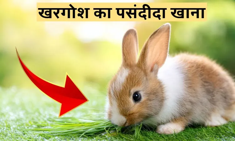 खरगोश का पसंदीदा खाना