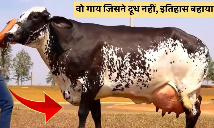 वो गाय जिसने दूध नहीं, इतिहास बहाया