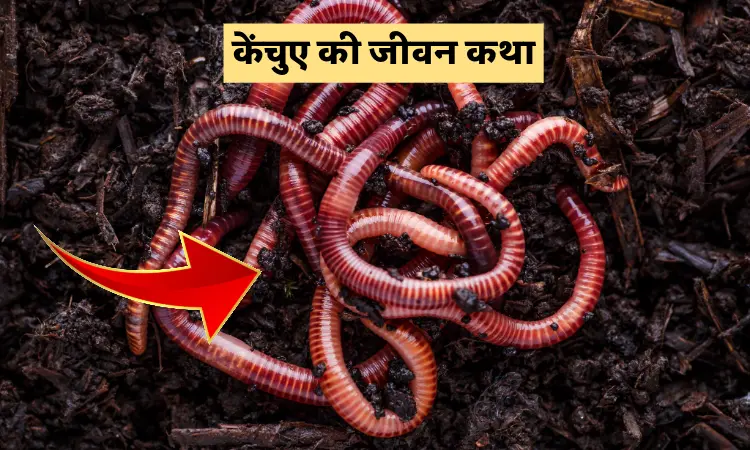 केंचुए की जीवन कथा