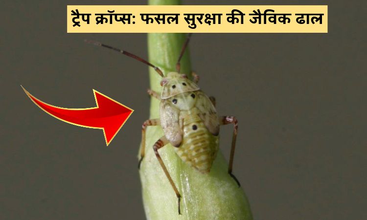 ट्रैप क्रॉप्स: फसल सुरक्षा की जैविक ढाल