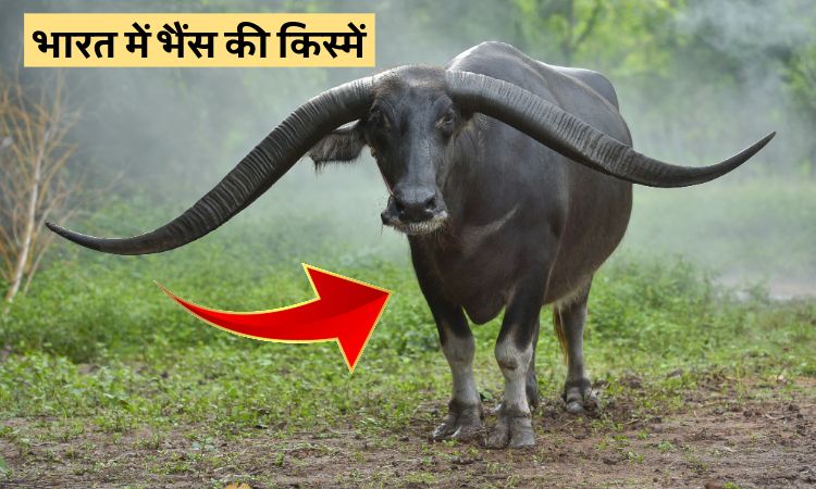 भारत में भैंस की किस्में