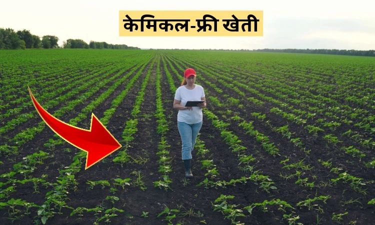 केमिकल-फ्री खेती
