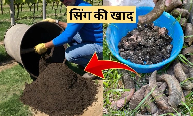 सिंग की खाद