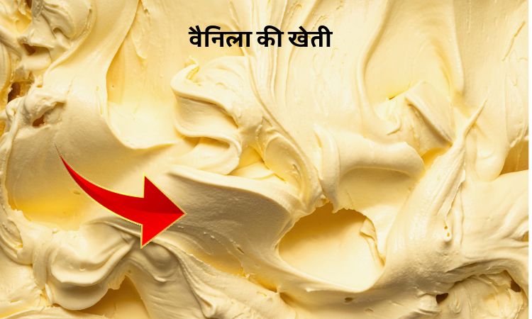 वैनिला की खेती: खुशबू में छिपा मुनाफा