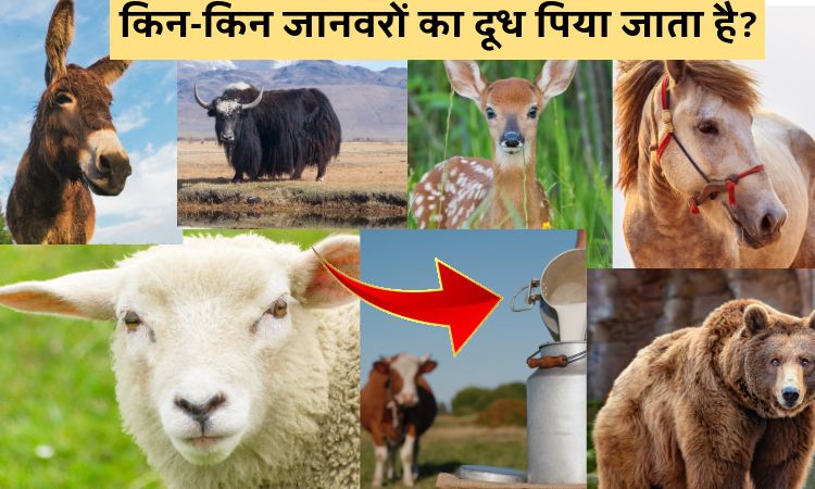 किन-किन जानवरों का दूध पिया जाता है?