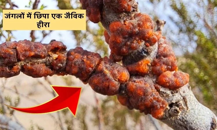 जंगलों में छिपा एक जैविक हीरा