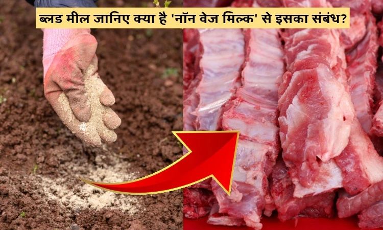 ब्लड मील जानिए क्या है 'नॉन वेज मिल्क' से इसका संबंध?