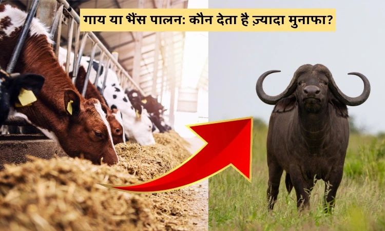 गाय या भैंस पालन: कौन देता है ज़्यादा मुनाफा?