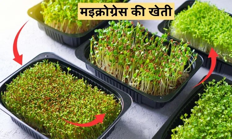 मइक्रोग्रेस की खेती